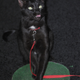 Image for article titled Sorry, But This Cat Is Hot